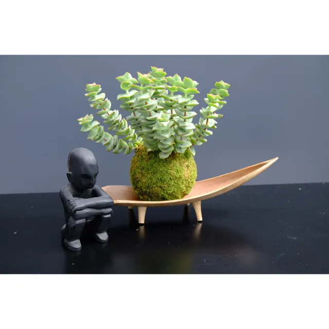Oh My Green Crassula Jade Tower kokedama taille M succulente
