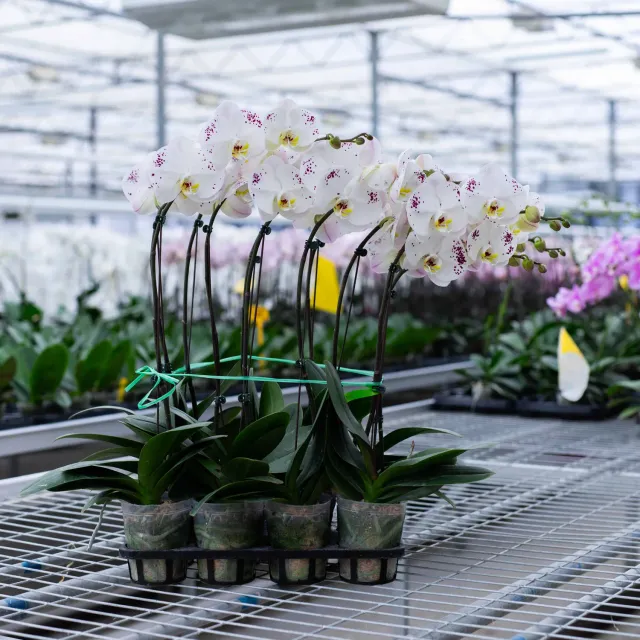 Orchidées de Prestige Brut Tacheté phalaenopsis mouchetée