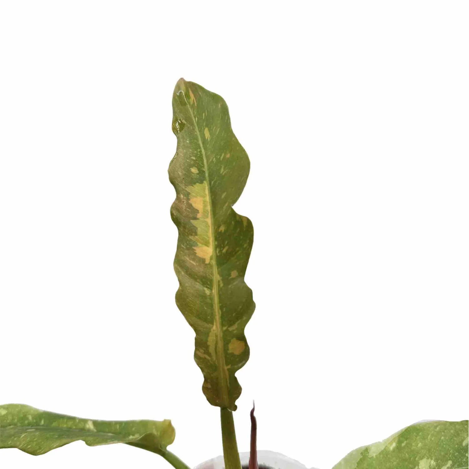 Plant and Stories Philodendron Ring of Fire plante pot 6 cm