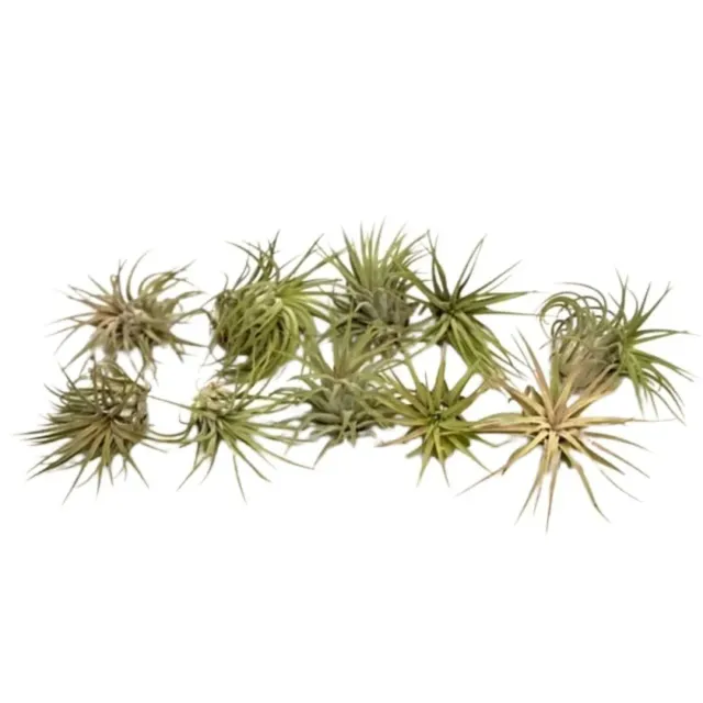 Airplantshop Ionantha Rubra tillandsia lot de 10 vert