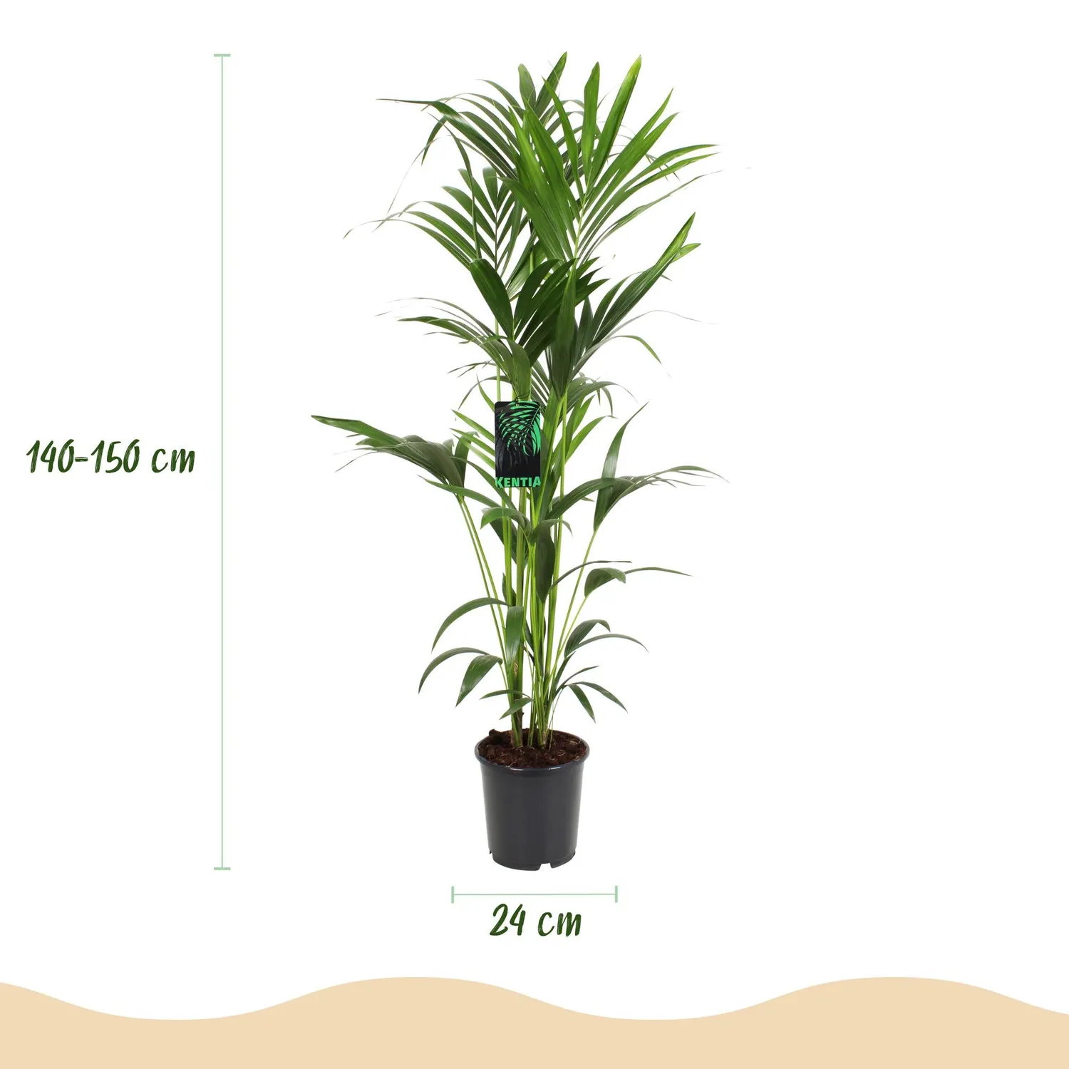Plant and Stories Kentia Howea palmier pot 24 cm 150 cm tolérant