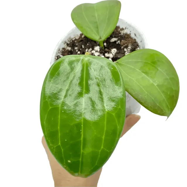 Plant and Stories Hoya Quinquenervia plante verte pot 6cm nervures