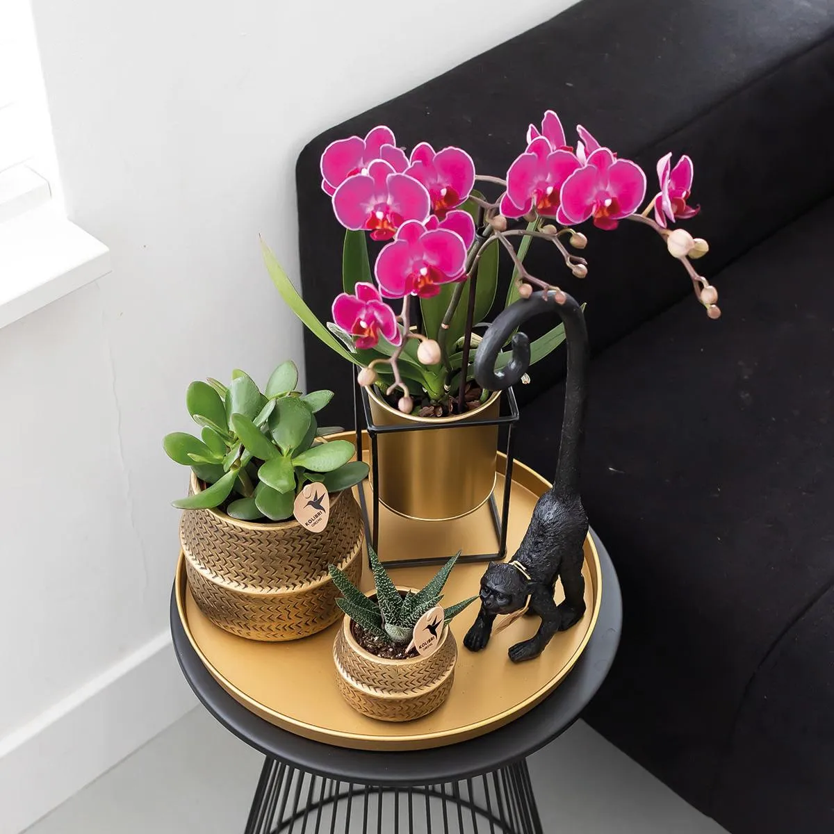 Plant and Stories Phalaenopsis Morelia Orchidée Duo Violet