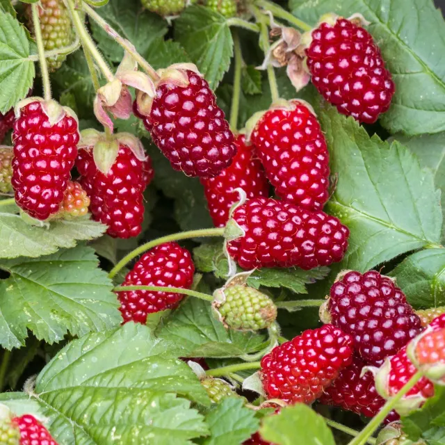 Plant and Stories Thornless Loganberry mûre fruitier 2 plants sans épines