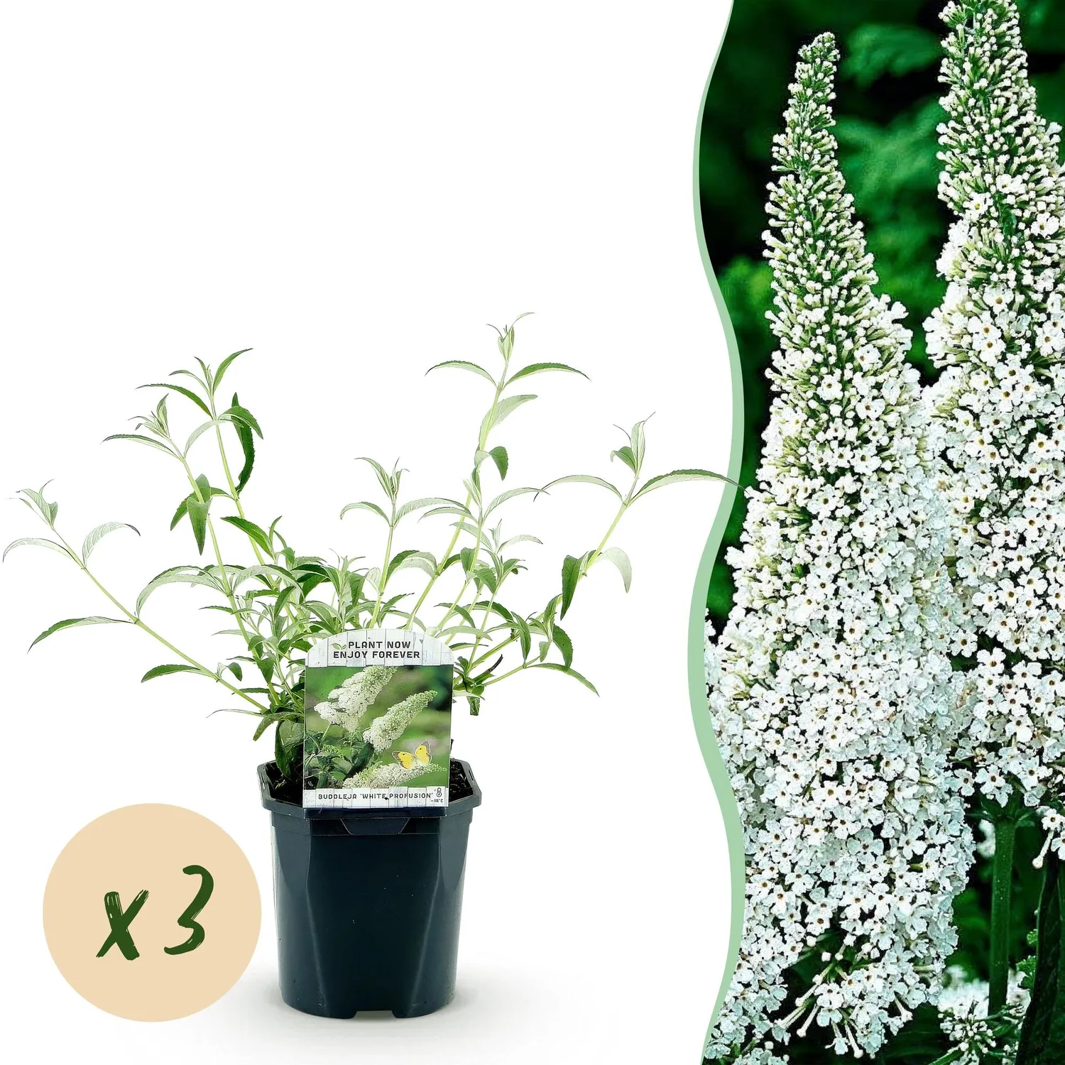 Plant and Stories Buddleja White Profusion arbuste pot 17 cm mellifère
