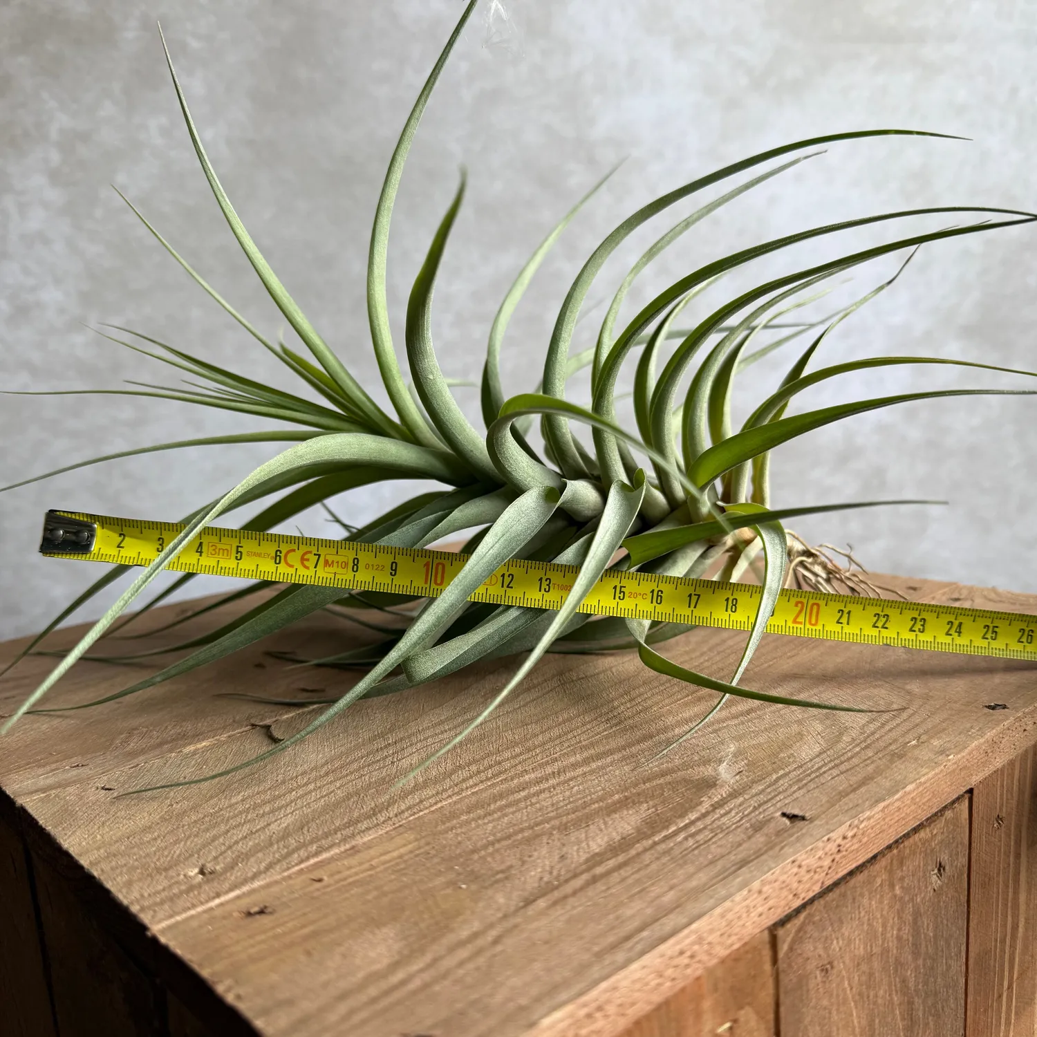 Airplantshop Tillandsia incarnata plante 20 cm gris-vert