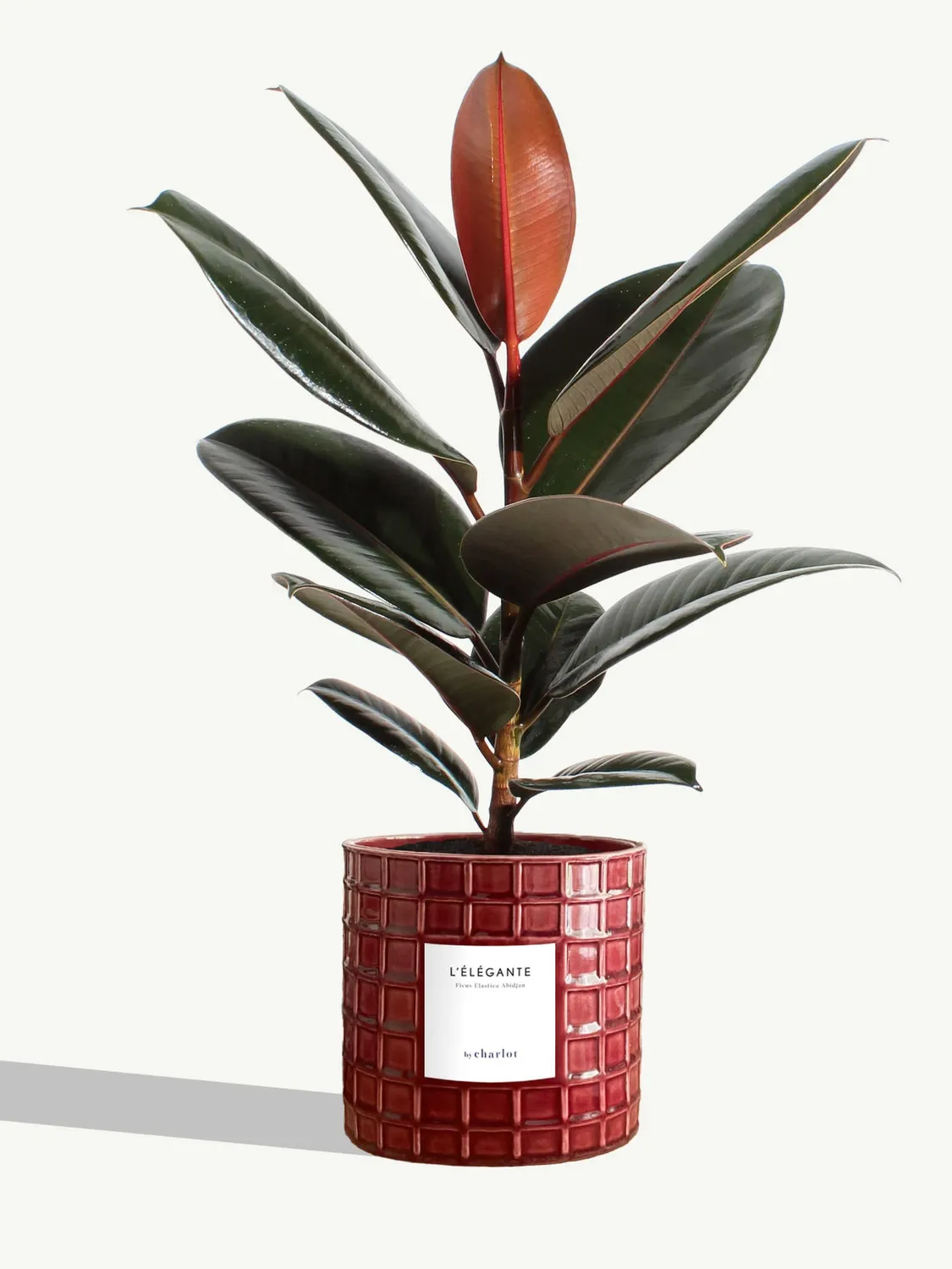 By Charlot L'Élégante plante pot M ficus abidjan