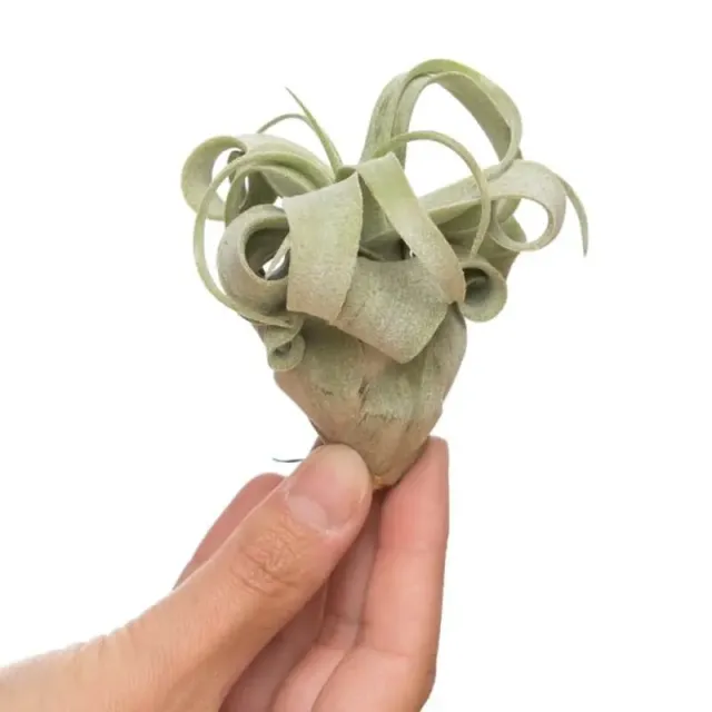 Airplantshop Tillandsia streptophylla plante aérienne medium bouclée
