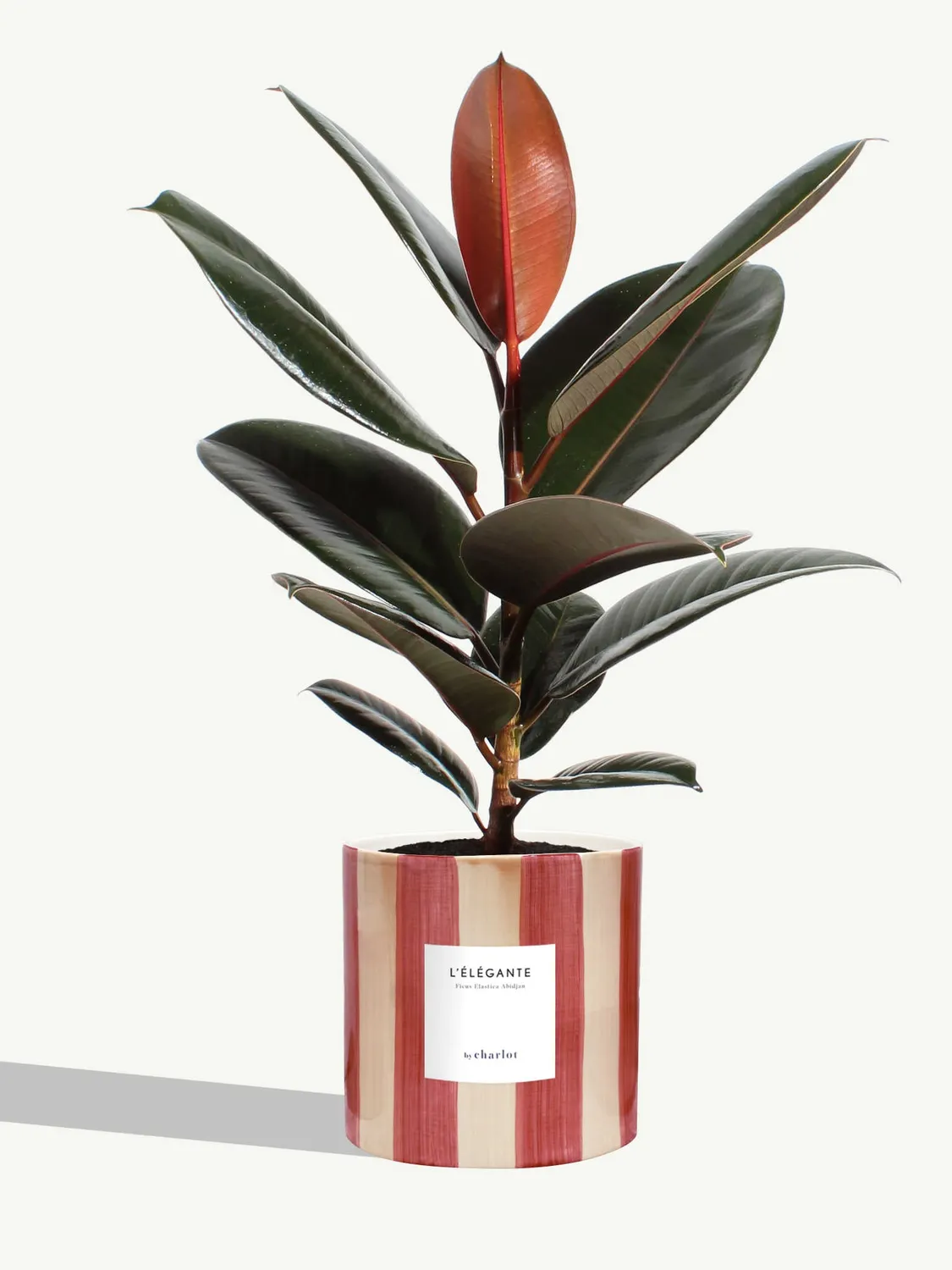 By Charlot L'Élégante plante ficus M