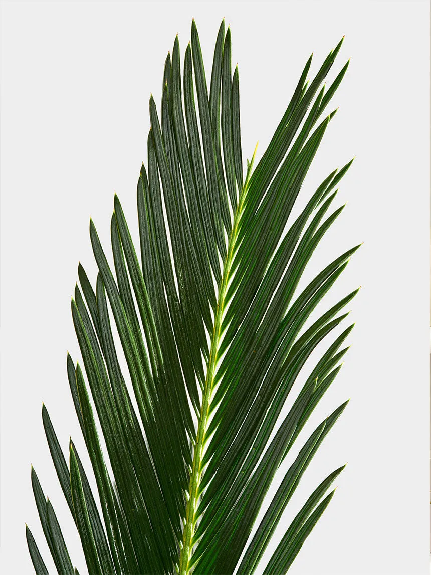 By Charlot Le Voyageur plante Cycas recharge M