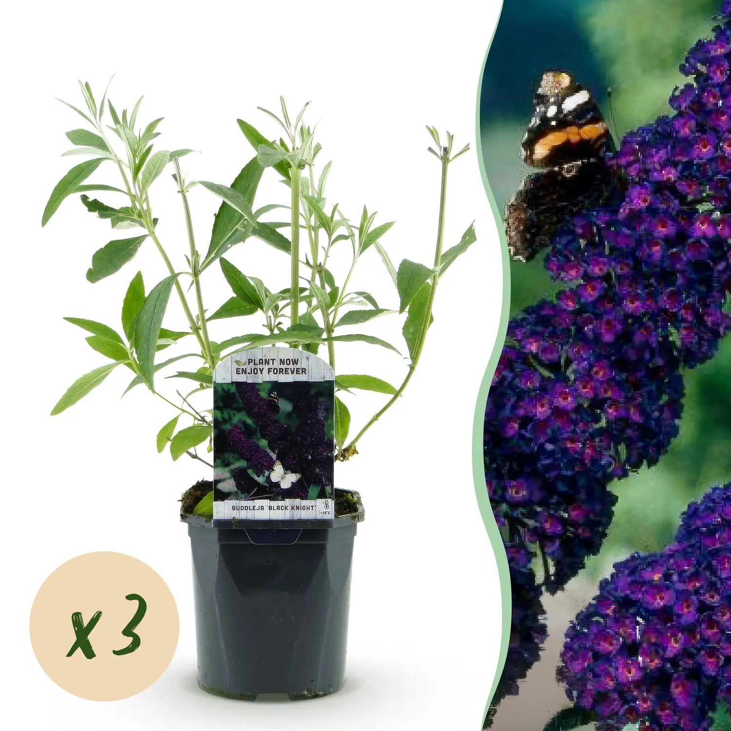 Plant and Stories Buddleja Black Night arbuste 1 plant violet