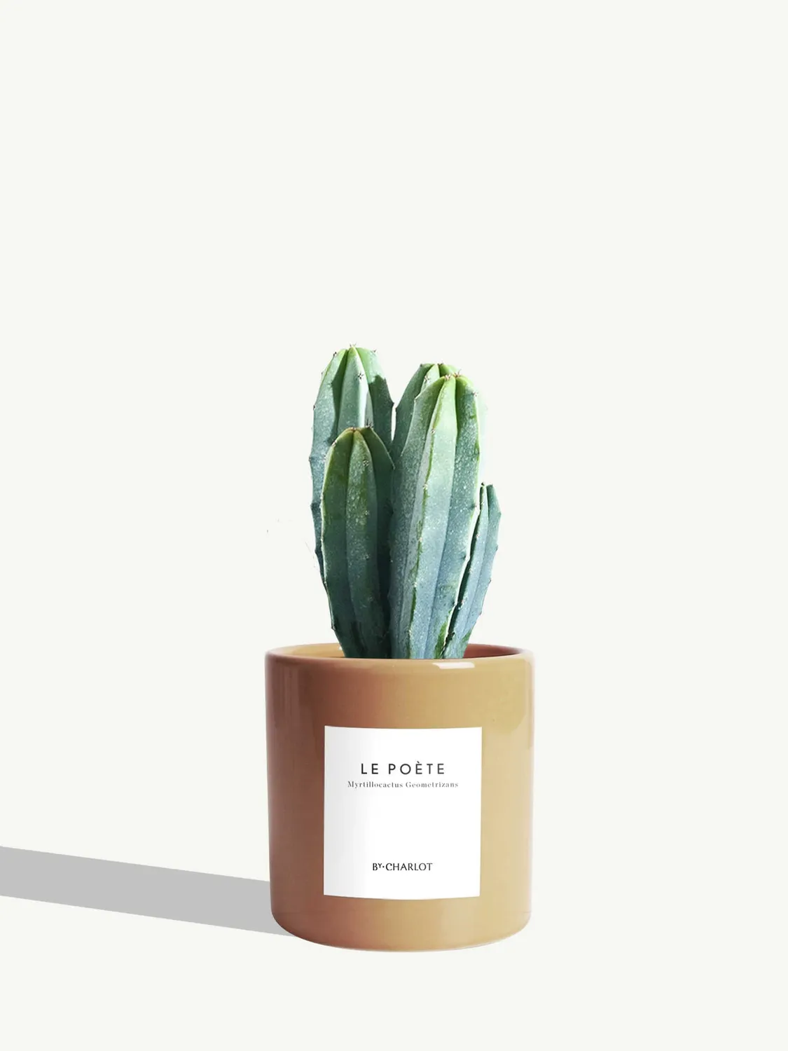 By Charlot Le Poète cactus pot S Myrtillocactus