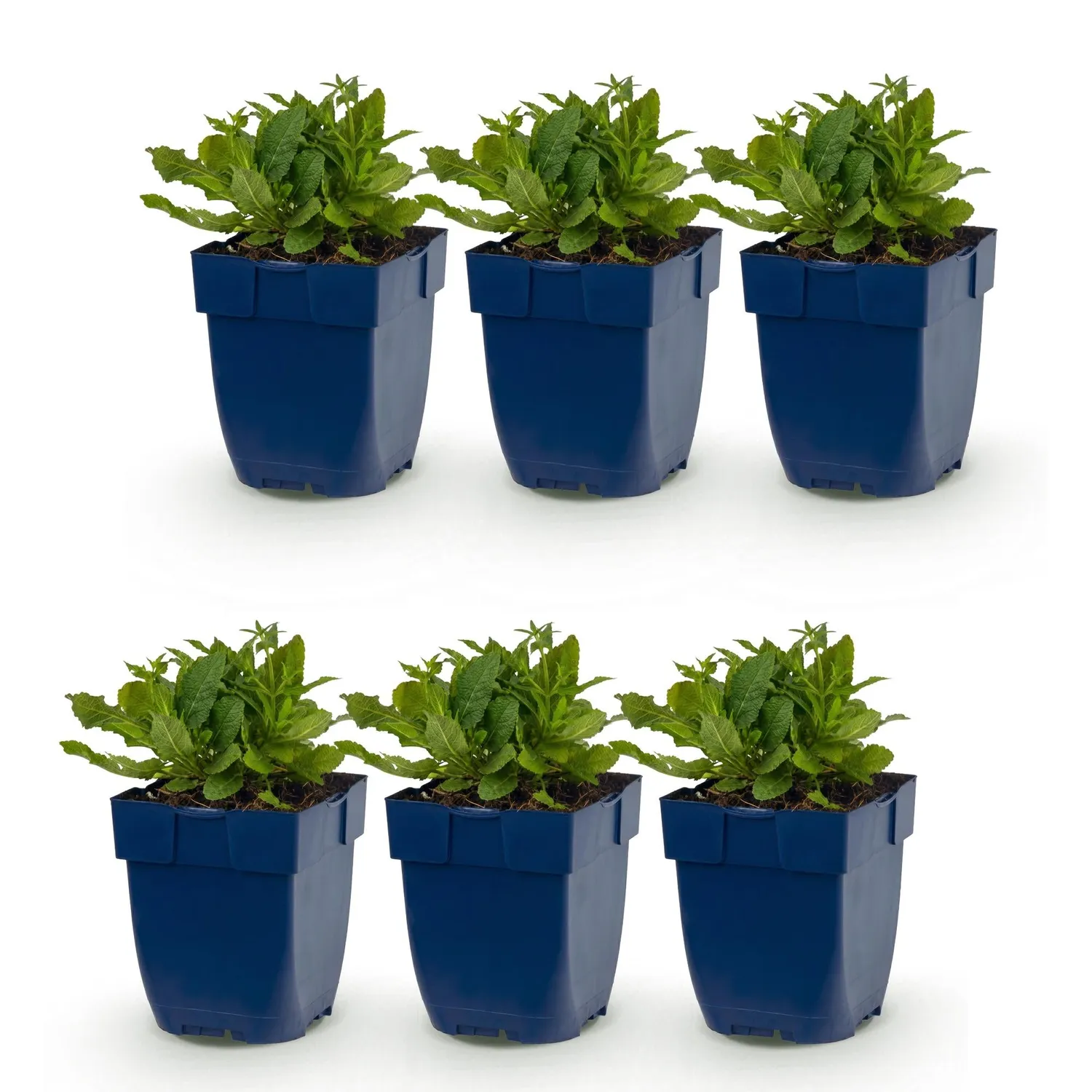 Plant and Stories Schneehügel sauge blanche 3 plants pot 11 cm