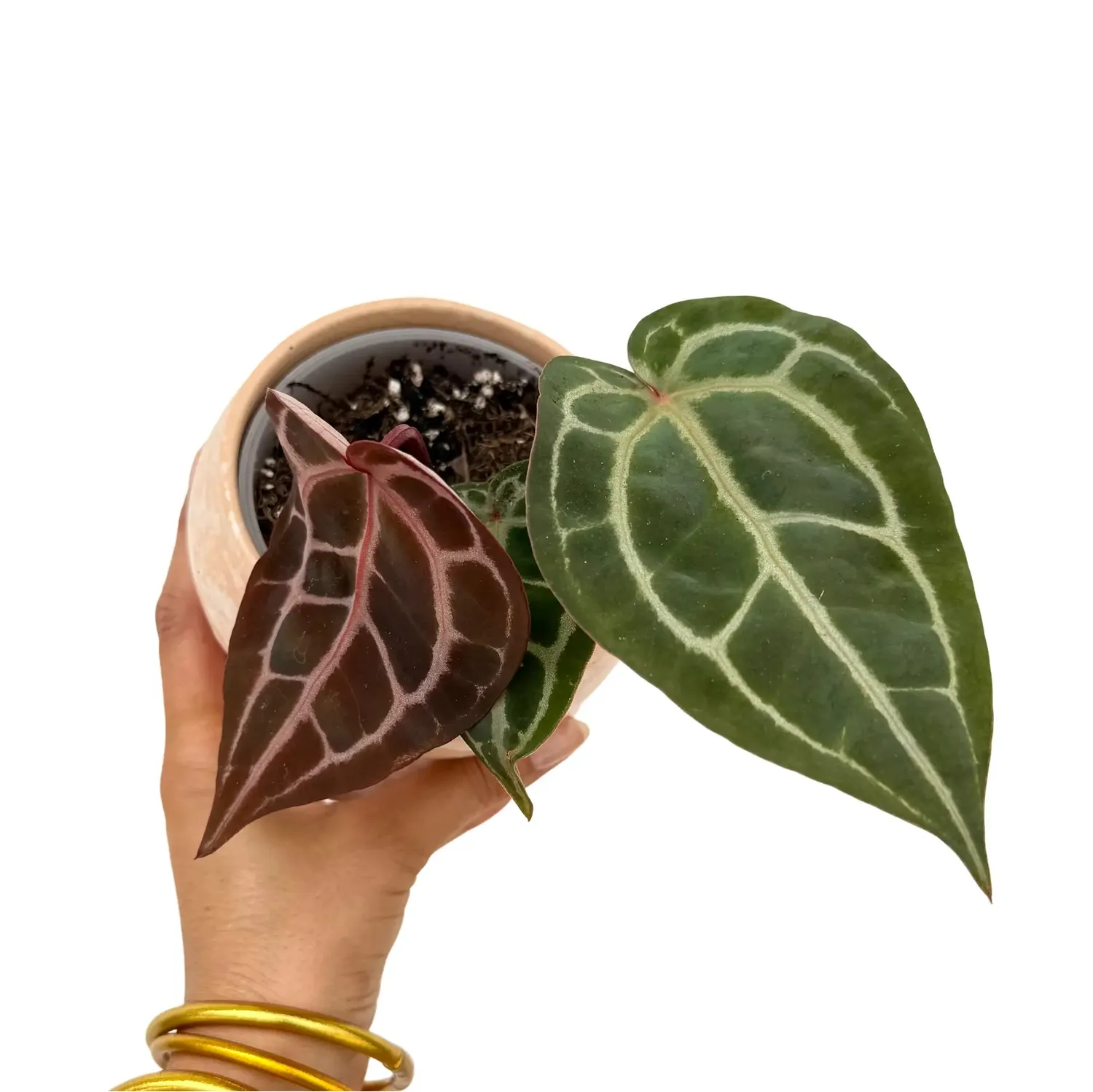 Plant and Stories Anthurium Docblock Michelle plante pot 9 cm