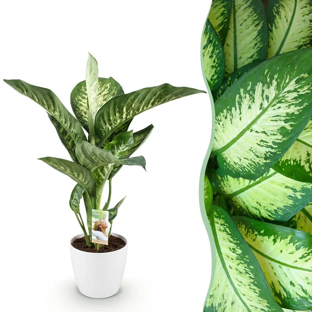 PLANT AND STORIES Dieffenbachia Tropic Snow plante d'intérieur panachée 90-100 cm