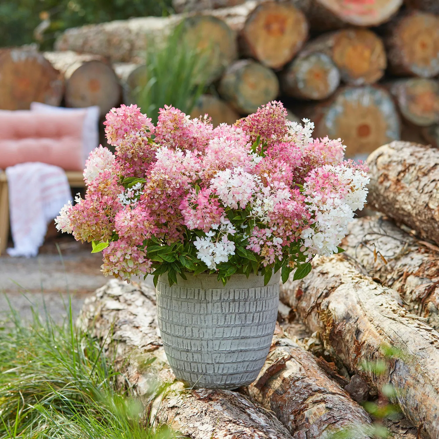 Plant and Stories Hortensia Groundbreaker Blush arbuste 1 plant