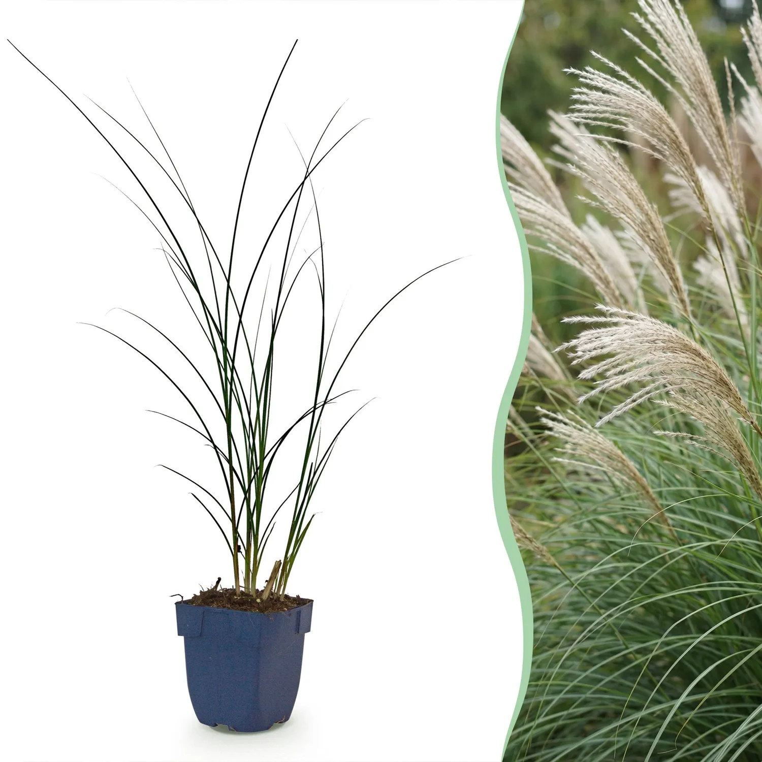 Plant and Stories Miscanthus Gracillimus graminée pot 11cm lot 6 plants