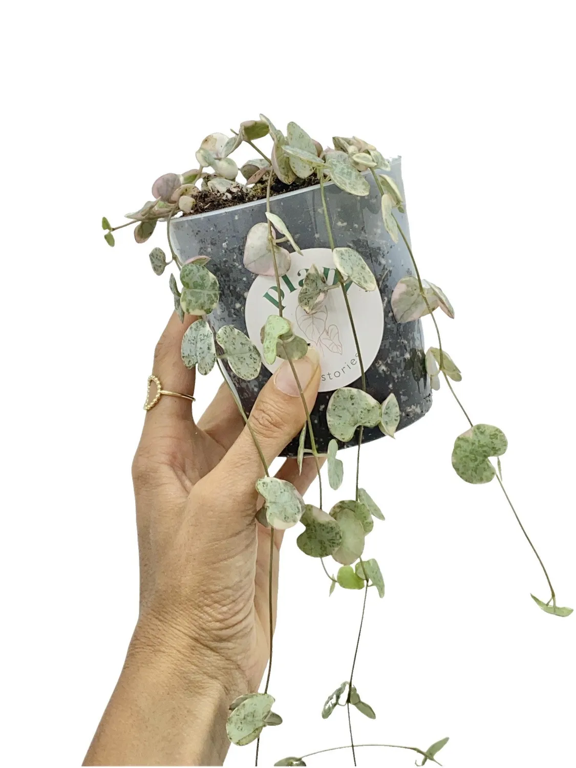 Plant and Stories Ceropegia Woodii Variegata plante pot 6cm retombante