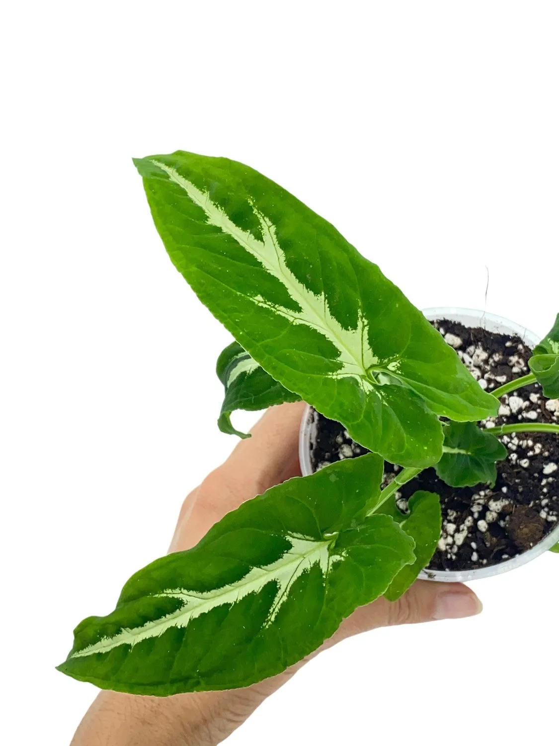 Plant and Stories Syngonium Wendlandii plante pot 6 cm velours