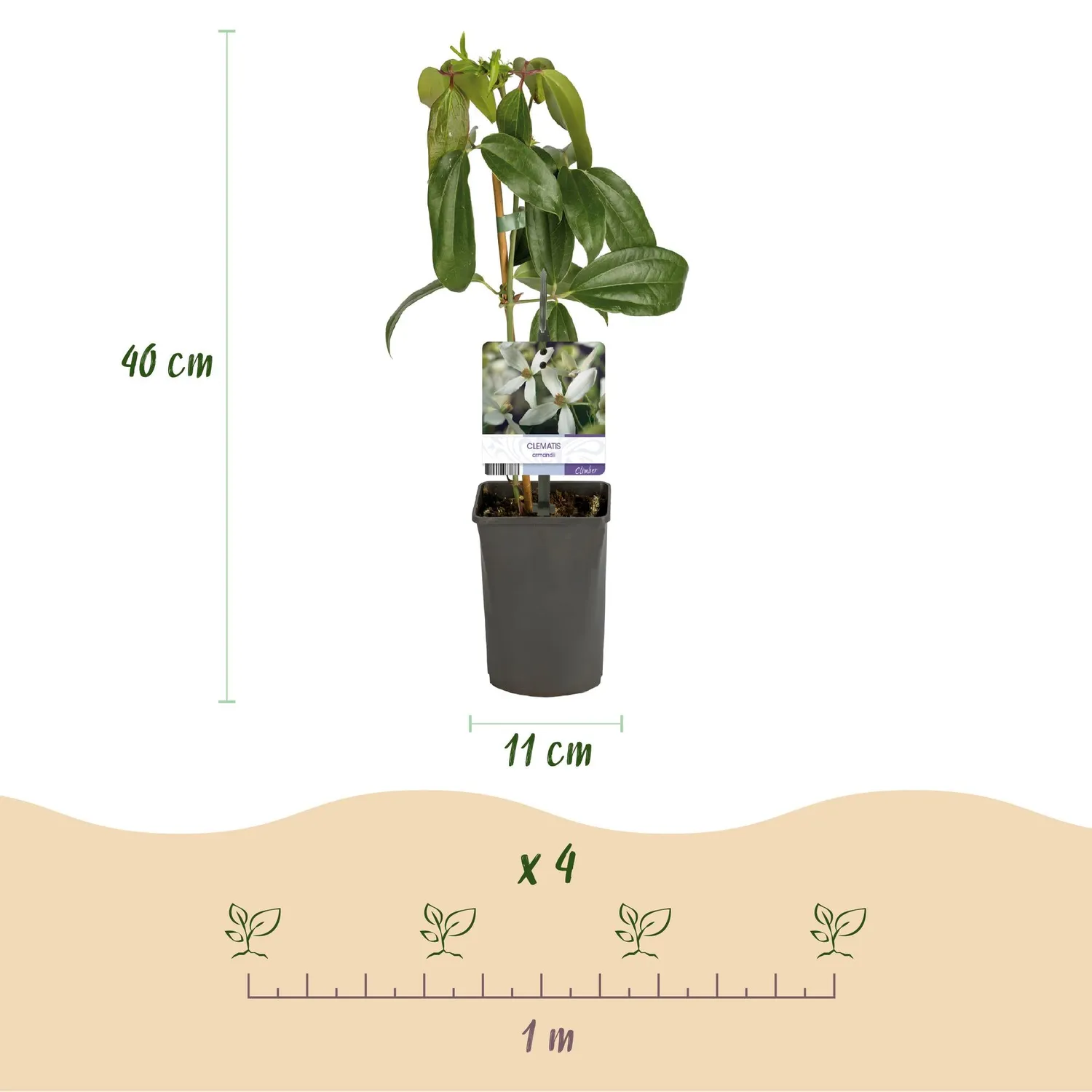 Plant and Stories Clématite Tricolour grimpante 40cm