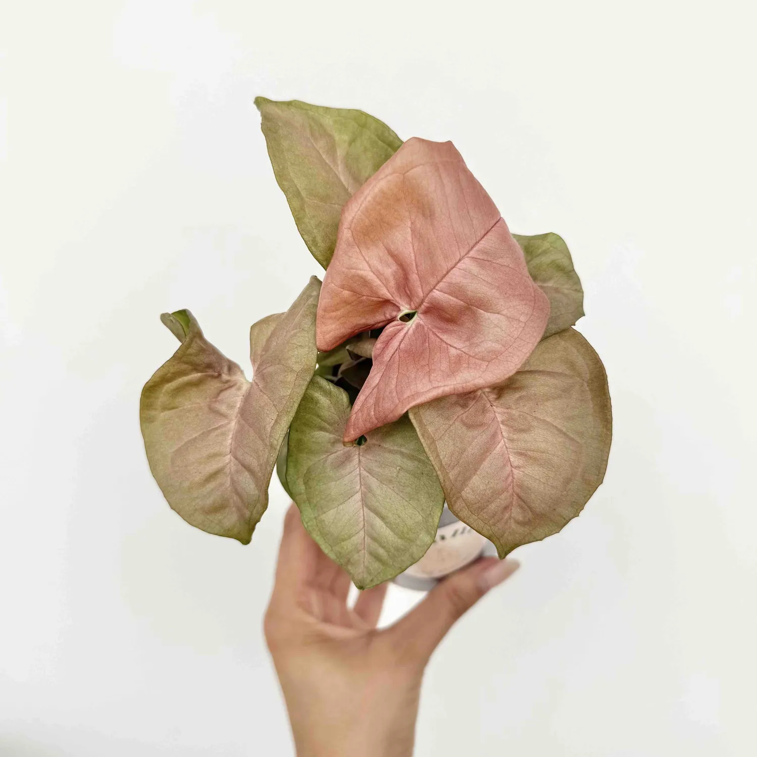 PLANT AND STORIES Syngonium Neon Robusta plante rose pot 6 cm