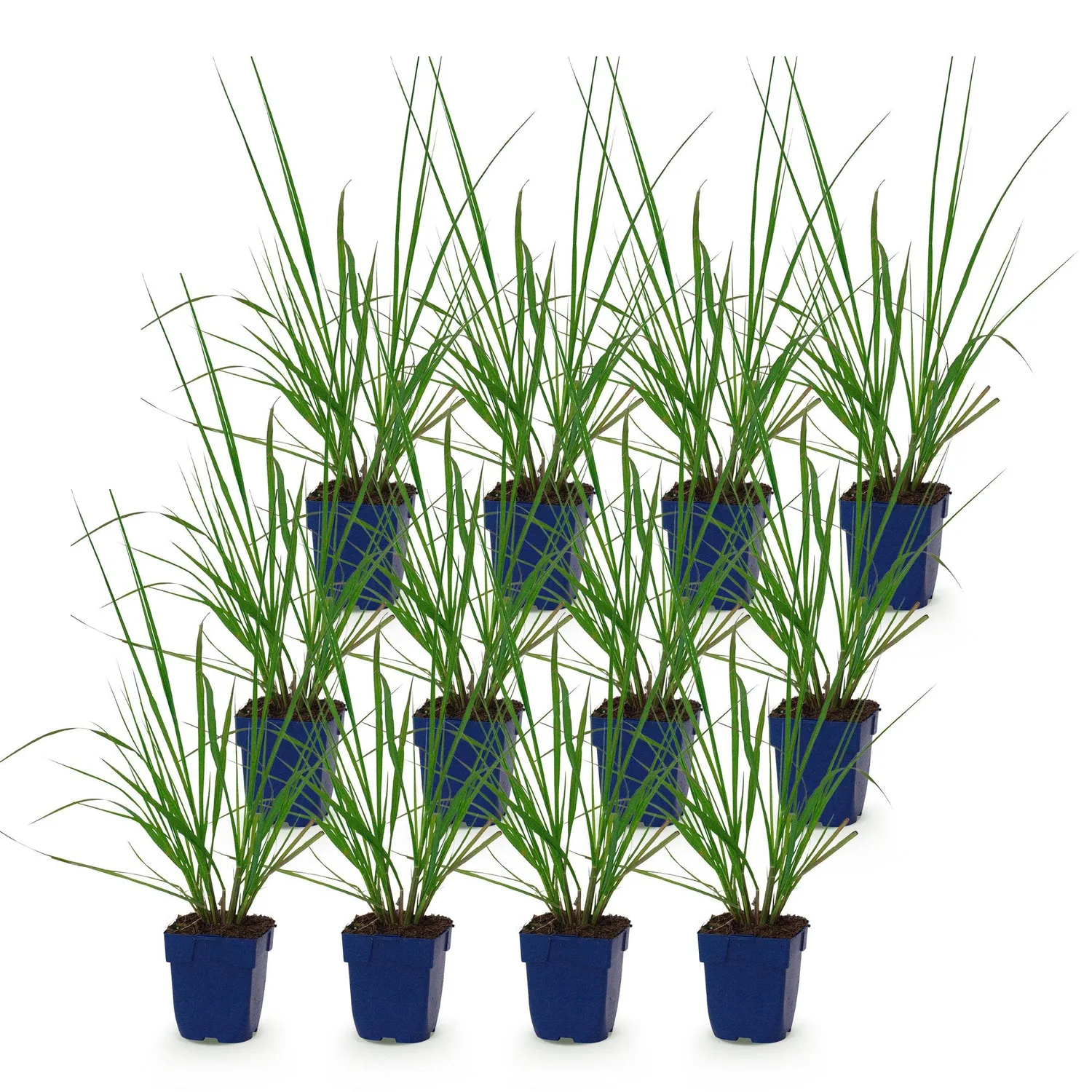 PLANT AND STORIES Herbe aux écouvillons Black Beauty graminée pot 11 cm 1 plant