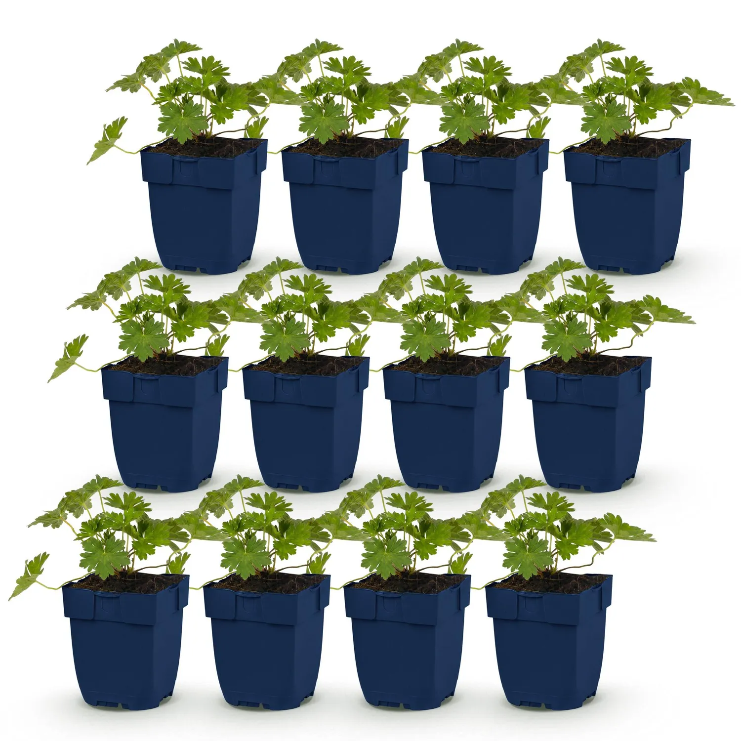 Plant and Stories Géranium Rozanne vivace pot 11 cm violet