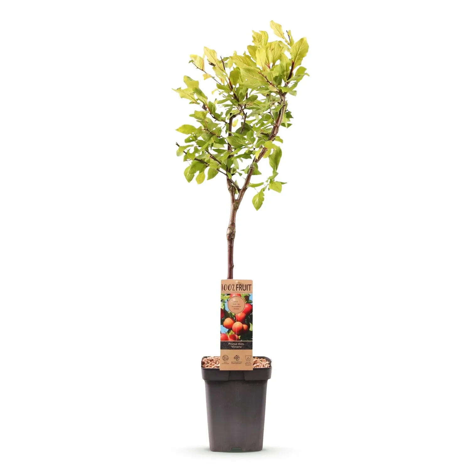 Plant and Stories Victoria prunier arbre fruitier pot 21 cm rustique