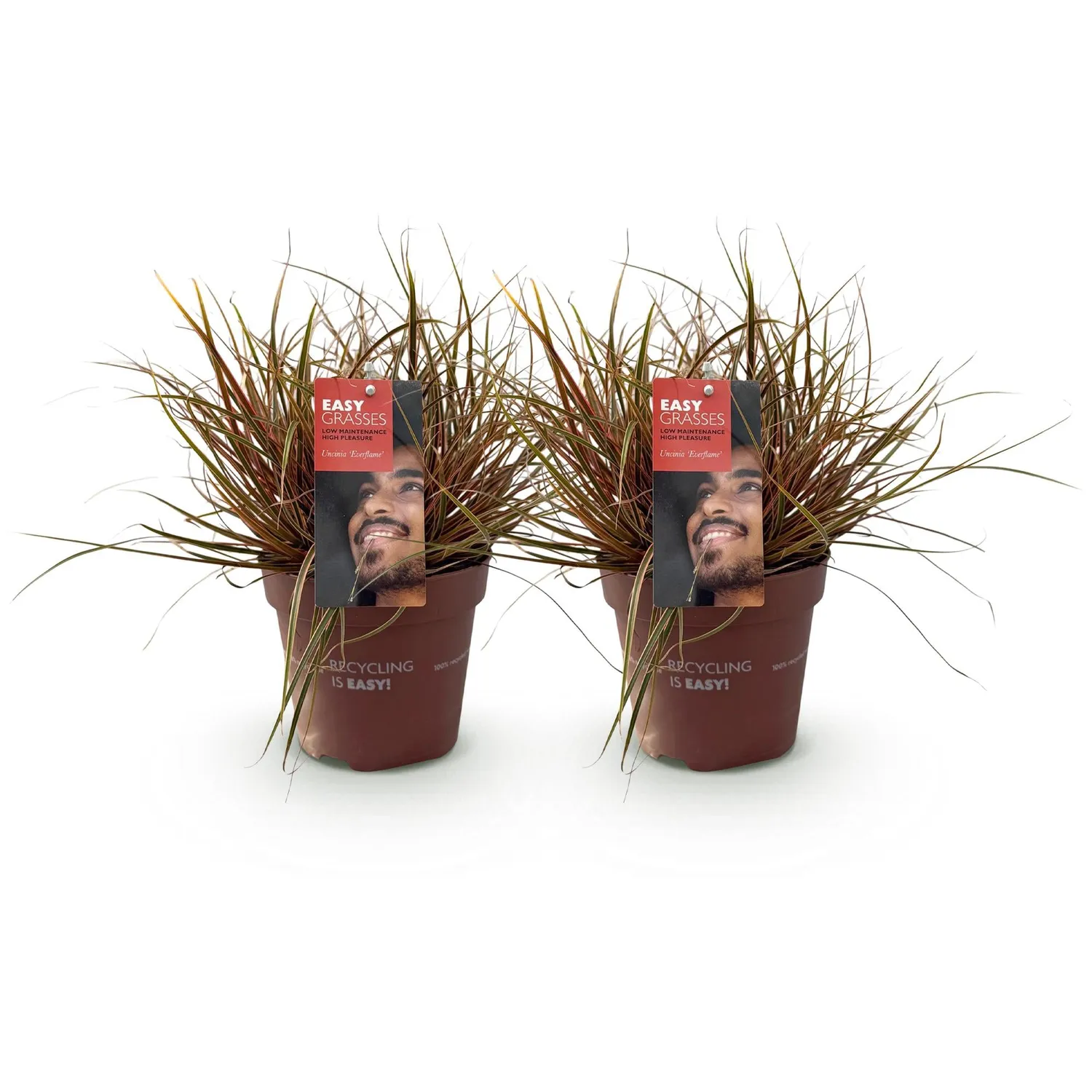 Plant and Stories Uncinia Everflame laîche rouge pot 17 cm