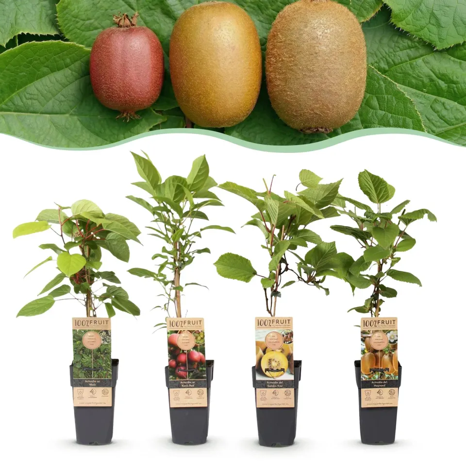 Plant and Stories Actinidia Kiwi duo fruitier pot 15 cm rustique