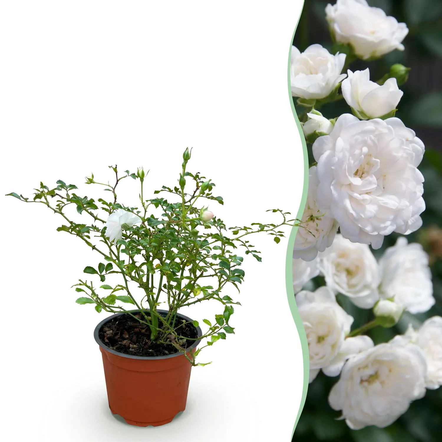 Plant and Stories White Fairy rosier blanc parfumé 1 plant