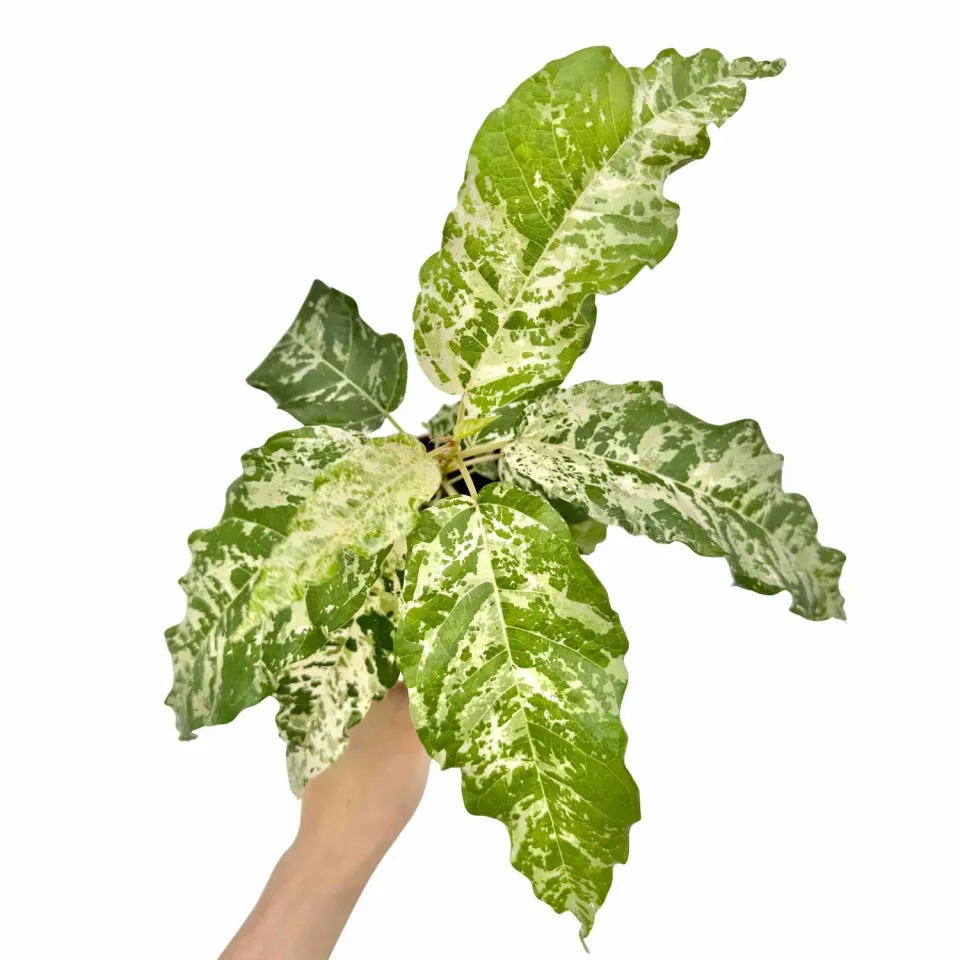 Plant and Stories Ficus Snowstorm plante verte pot 8 cm