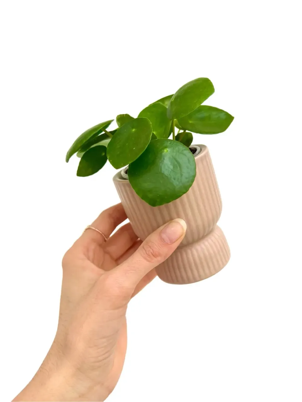 Plant and Stories Pilea Peperomioides plante cache-pot blanc soie