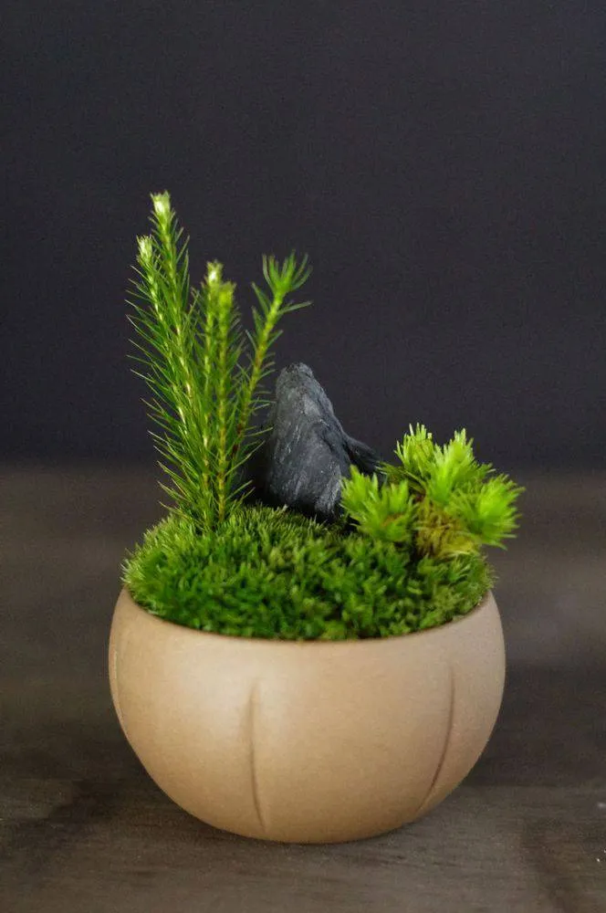 AQUAPHYTE Kokedera Mousse jardin japonais miniature