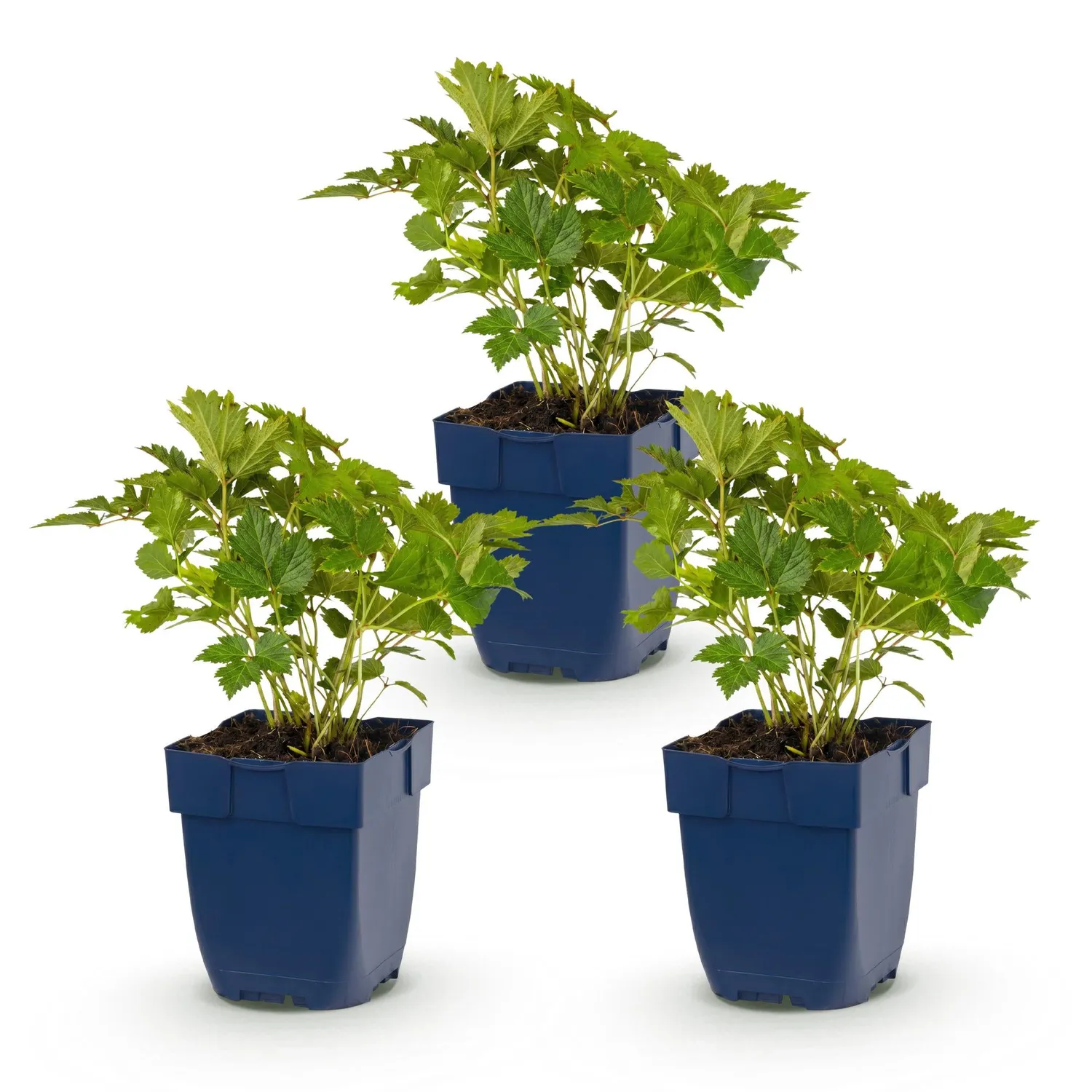 Plant and Stories Astilbe Pumila Vivace Ombre Pot 11cm 1 Plant