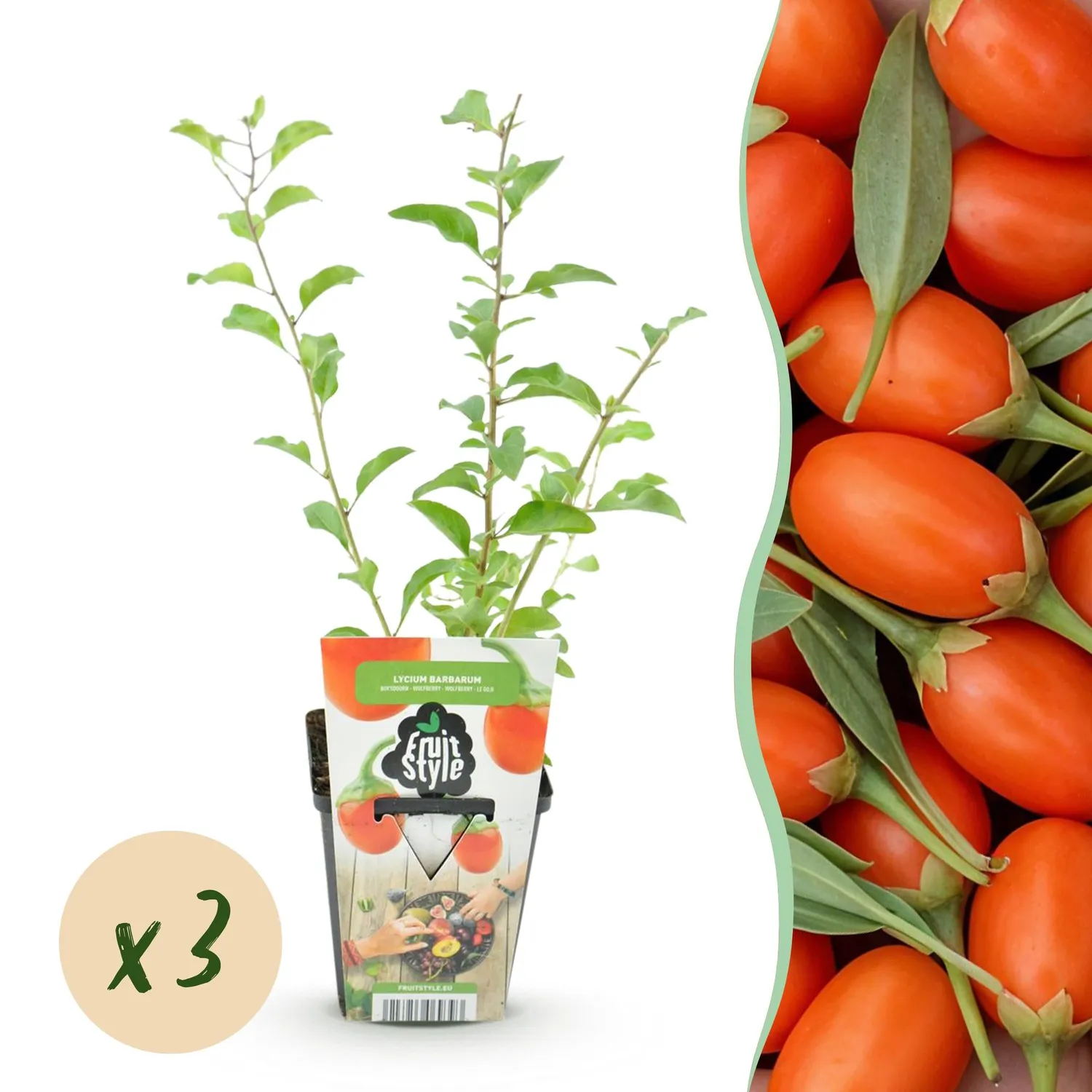 PLANT AND STORIES Baie de Goji Lycium fruitier pot 9 cm 35 cm 3 plants