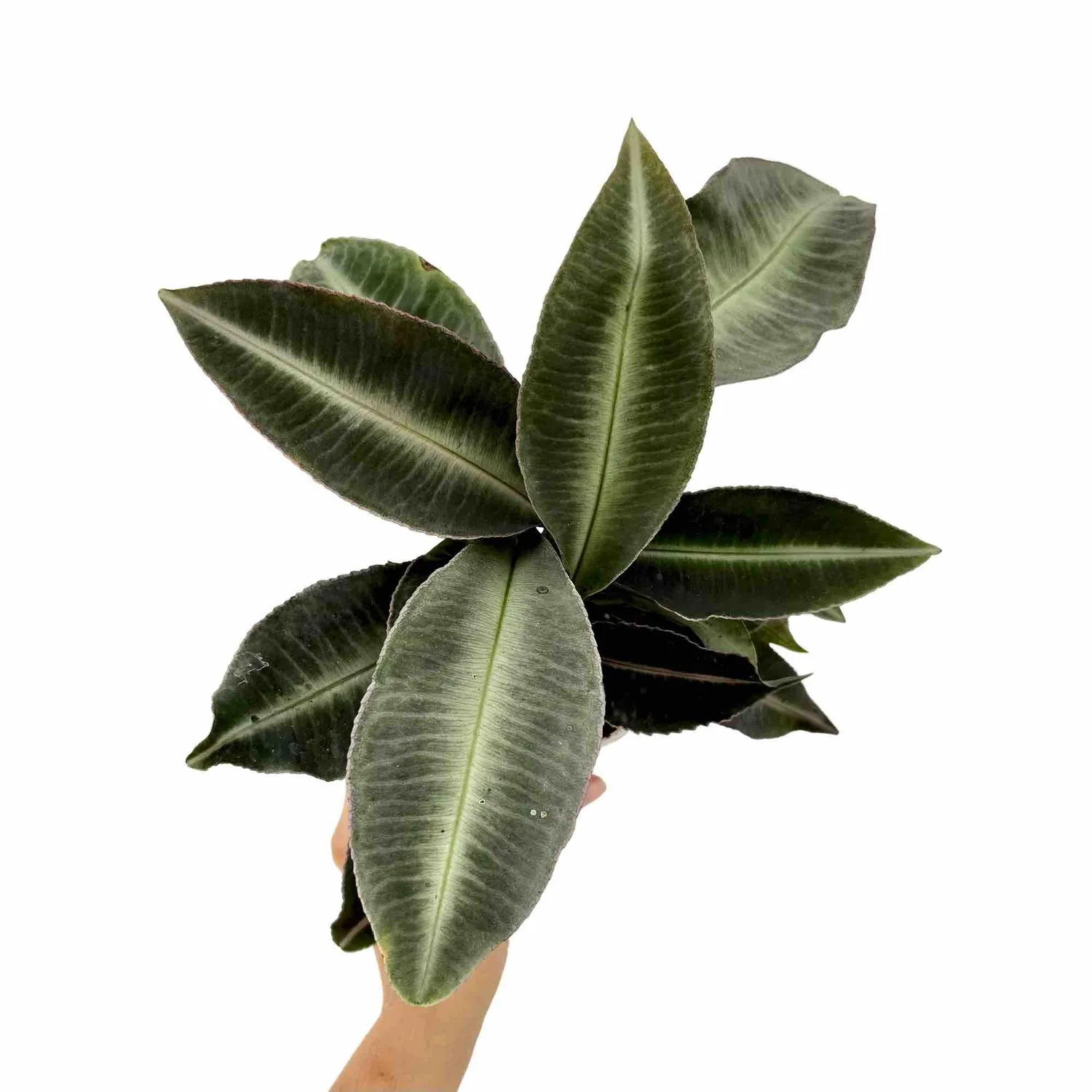 Plant and Stories Labisia Pumila plante pot 12 cm veinée