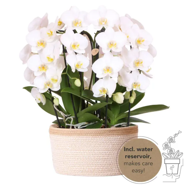 Plant and Stories Phalaenopsis panier 3 orchidées blanches 12 cm