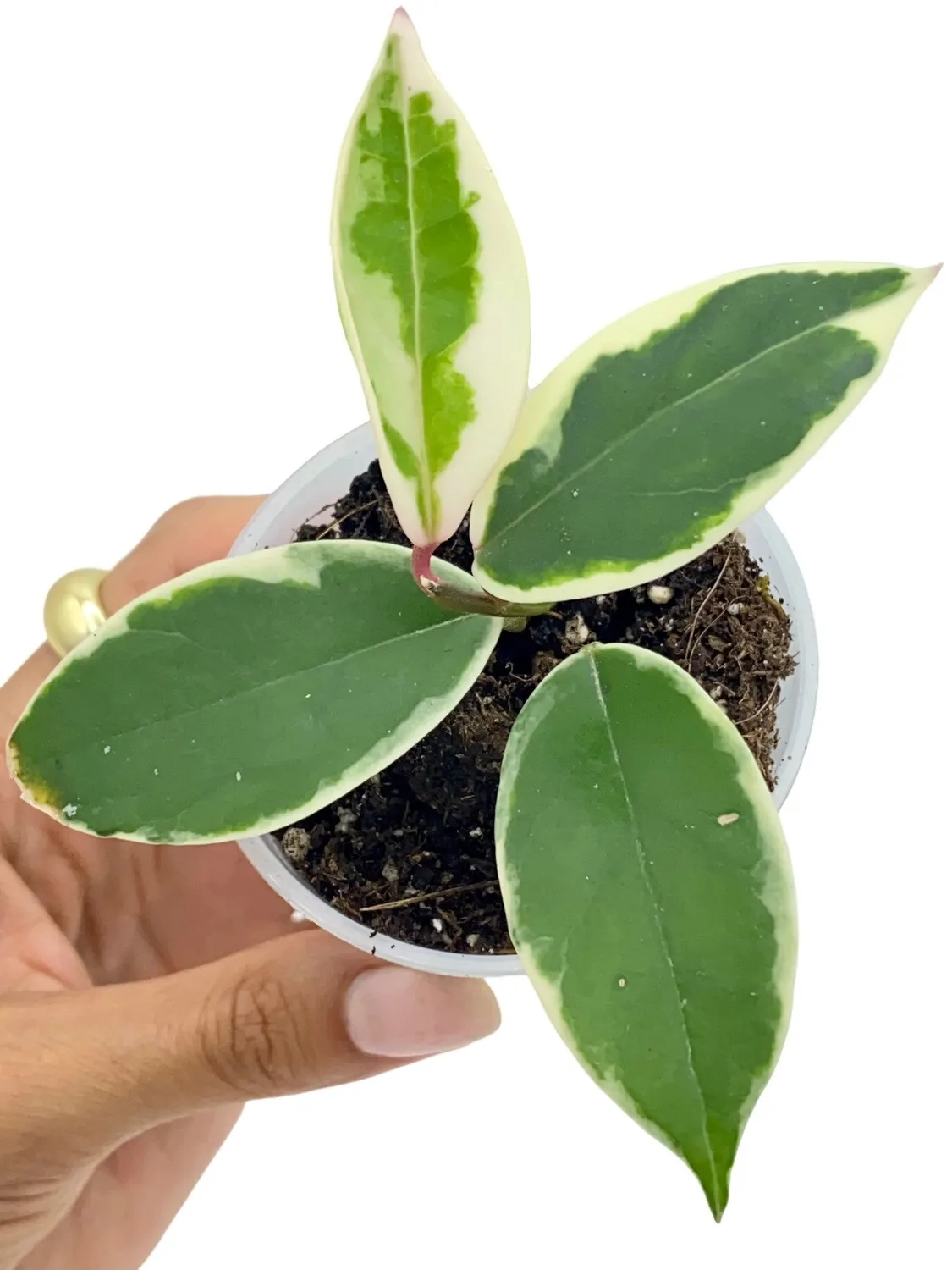Plant and Stories Hoya Carnosa Krimson Queen plante panachée