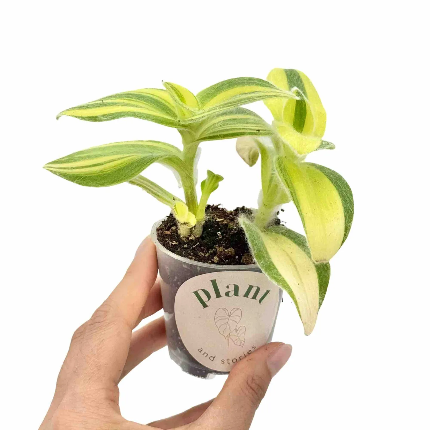 Plant and Stories Sillamontana Brown tradescantia pot 6cm velours