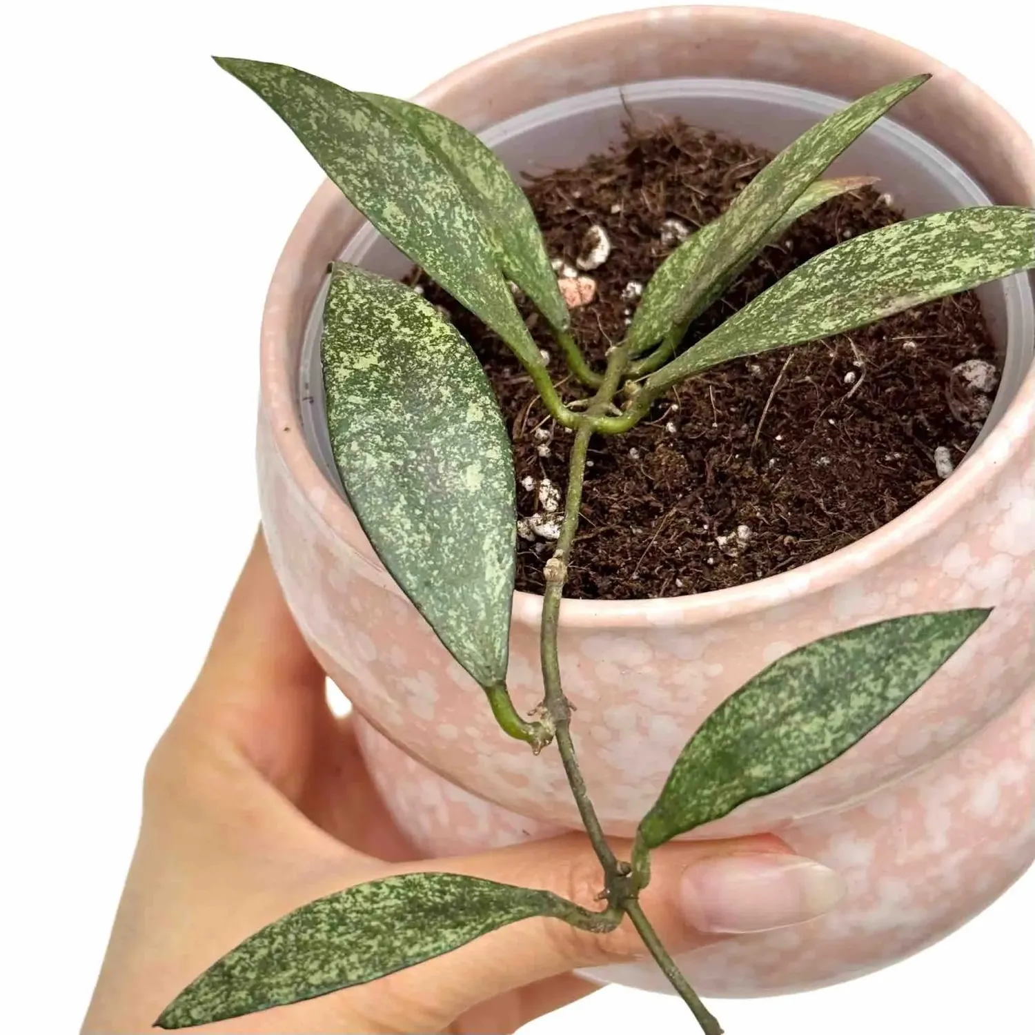 Plant and Stories Hoya Parviflora plante pot 9cm parfumée
