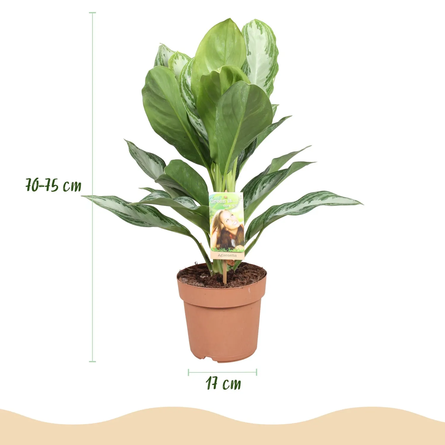 PLANT AND STORIES Silver Bay aglaonema argenté 70 cm panier