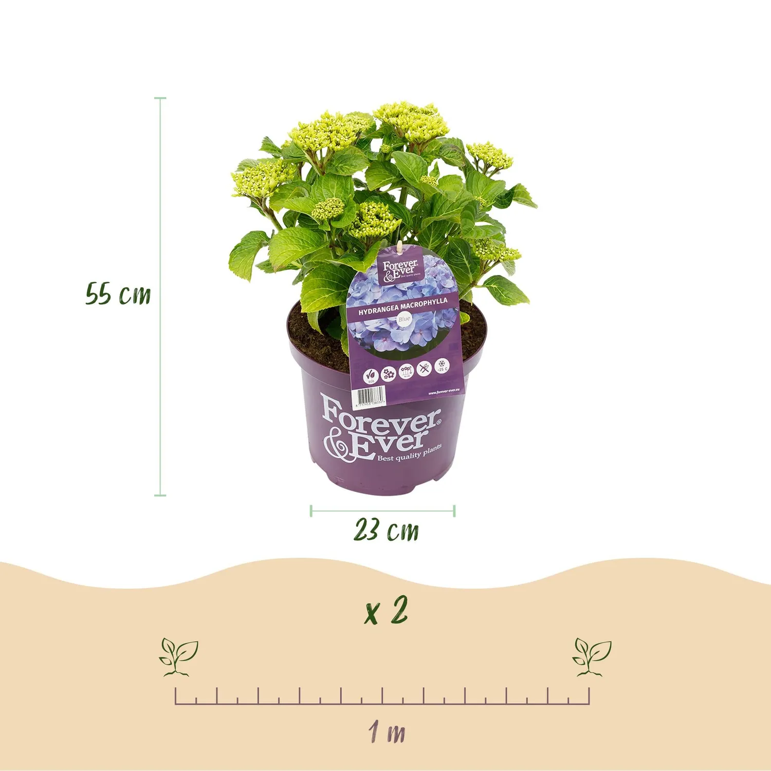 Plant and Stories Forever Ever hortensia bleu 23 cm 1 plant