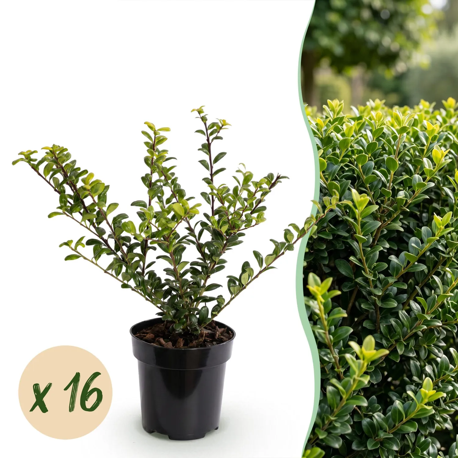 Plant and Stories Golden Gem houx crenele 8 plants persistant