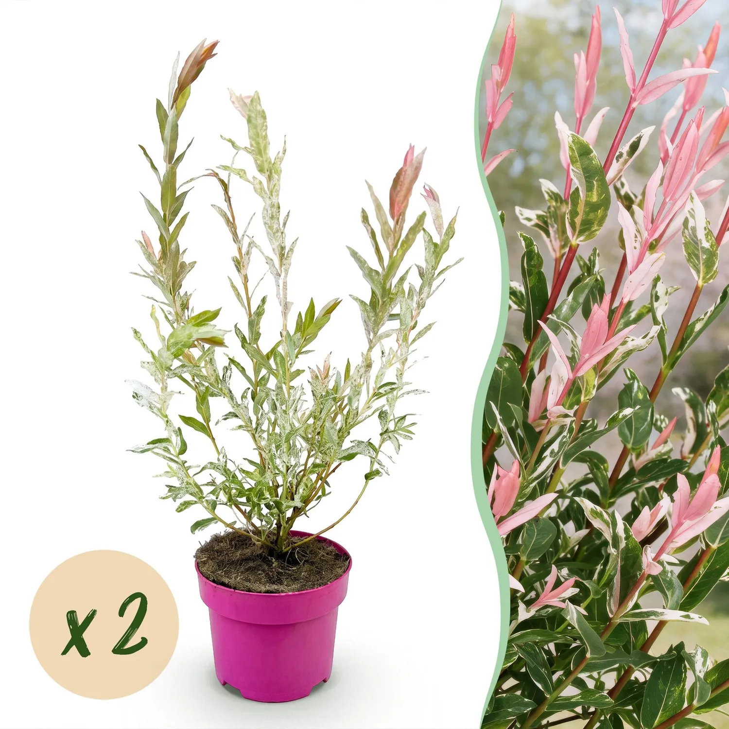 Plant and Stories Saule crevette Flamingo arbuste pot 17 cm panaché