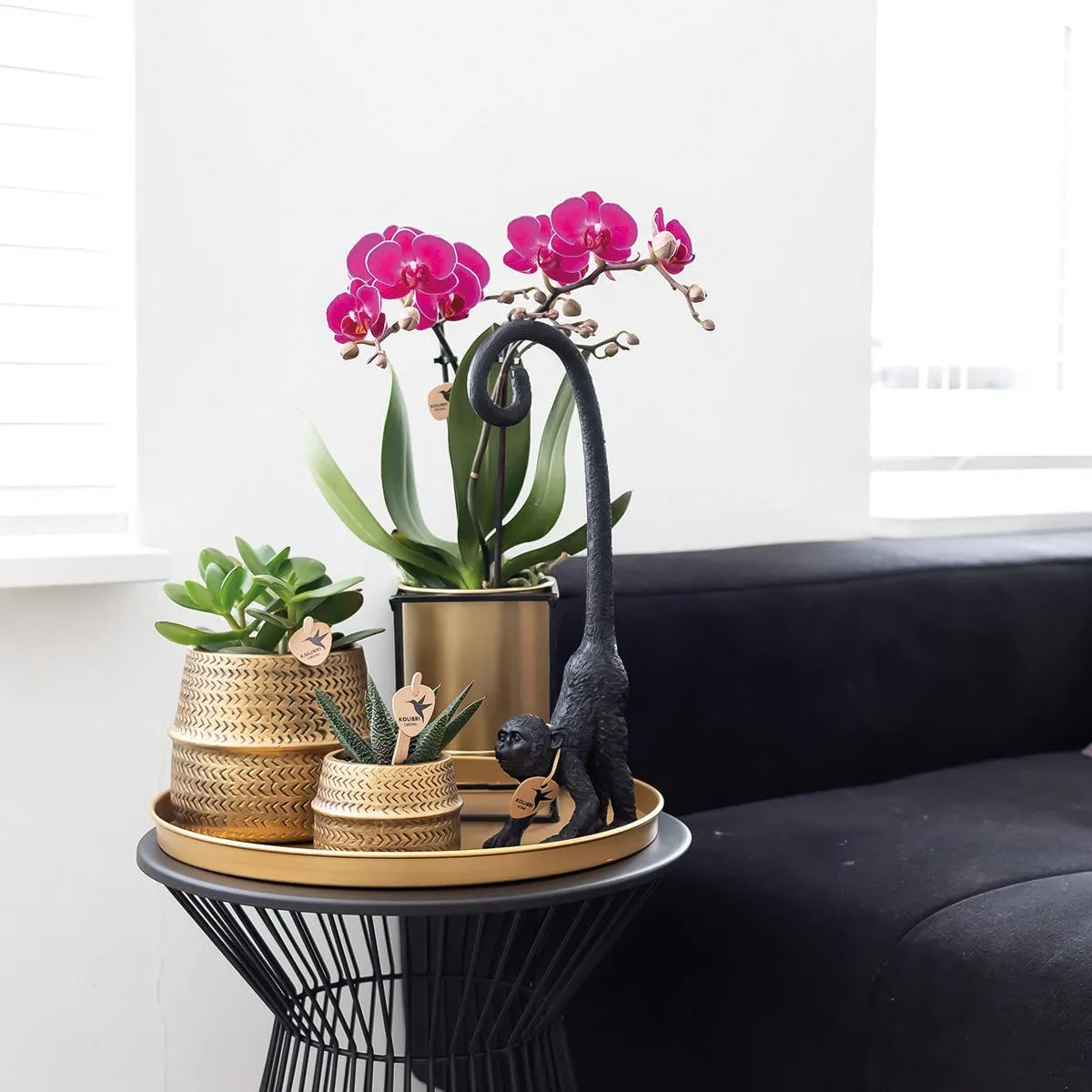 Plant and Stories Phalaenopsis Morelia orchidée violette pot 9 cm