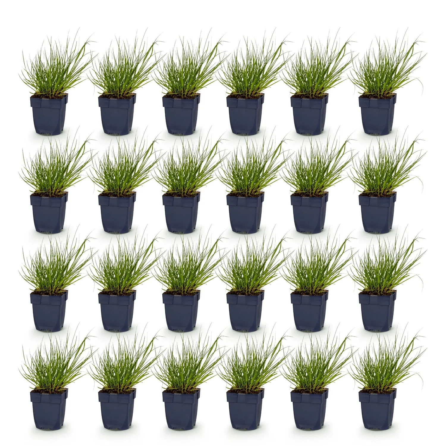 PLANT AND STORIES Northwind panic graminée 1 plant soleil