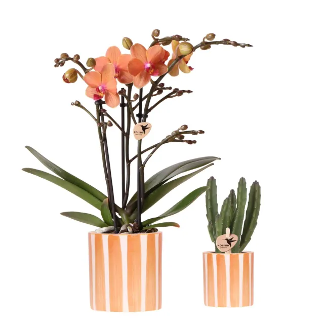 Plant and Stories Bolzano orchidée orange coffret succulente