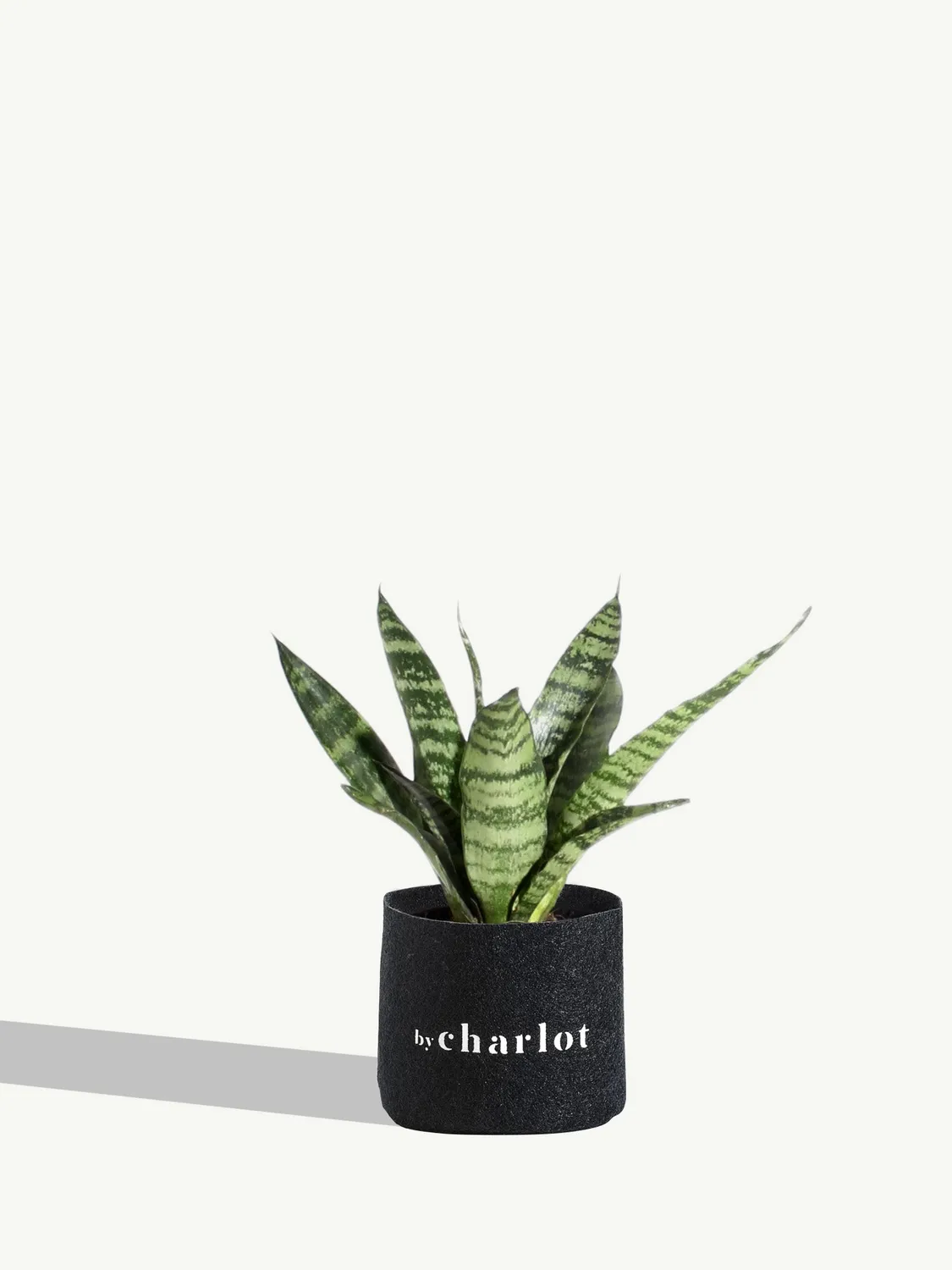 By Charlot recharge Le Flambeur sansevieria 12cm