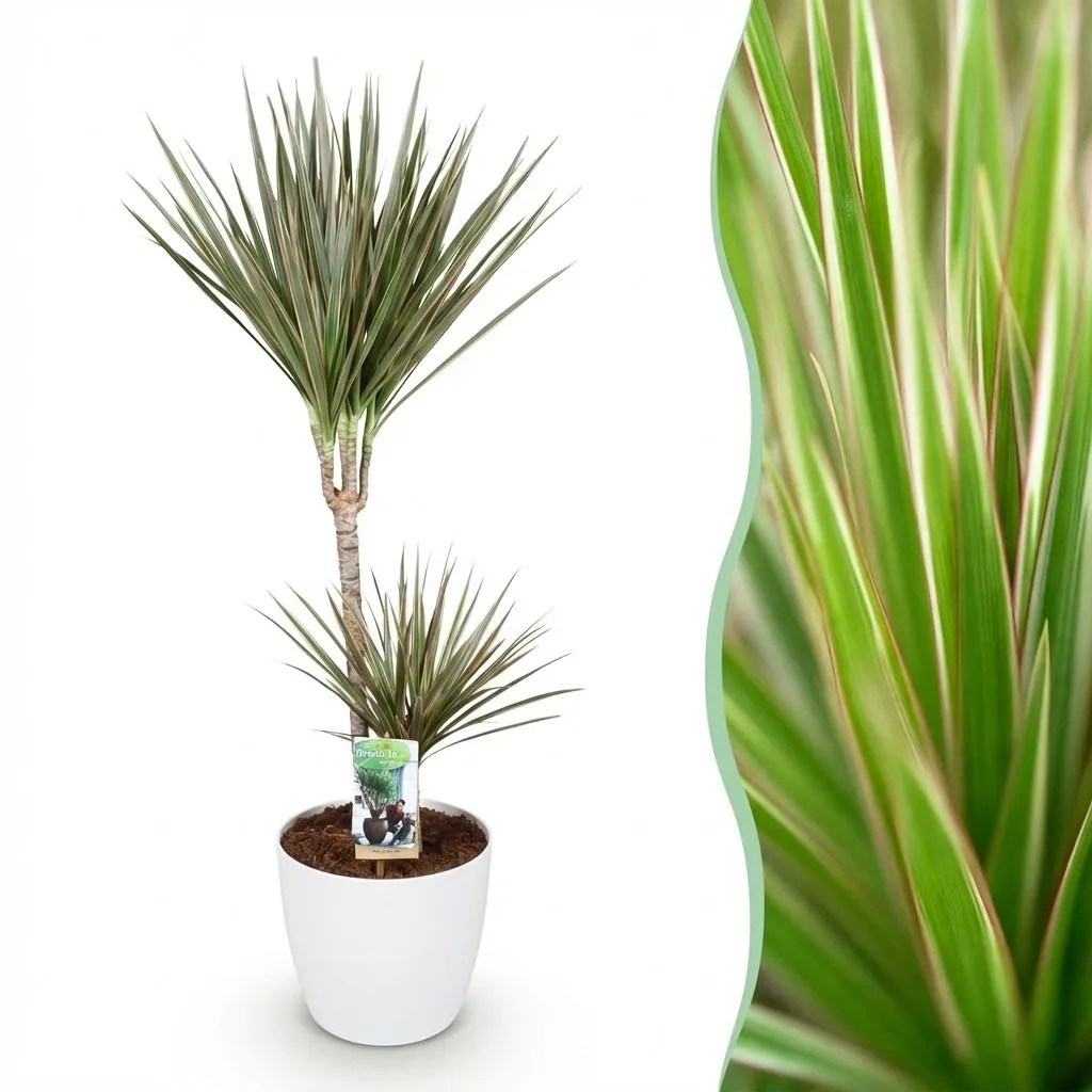 Plant and Stories Dracaena Marginata Bicolor dragonnier 21cm bordeaux